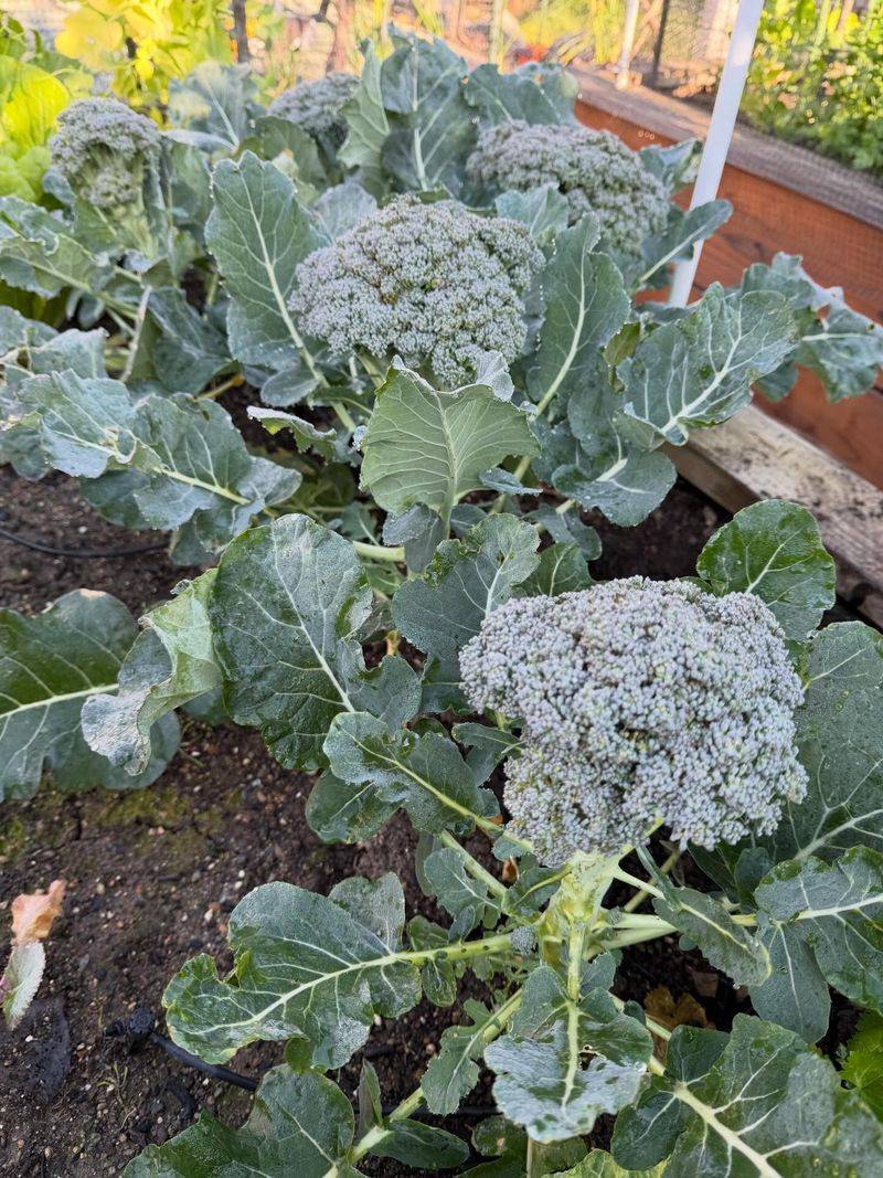 Broccoli Broccoli