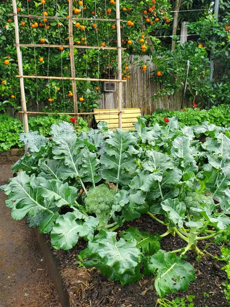 Broccoli