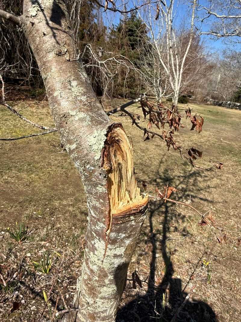 Broken Branches Should Be Removed After Plants Dry