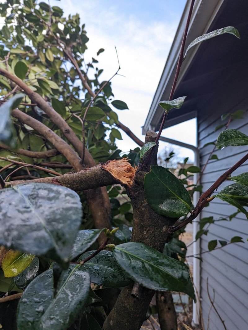 Broken Limbs Are The Only Summer Exception Broken Limbs Are The Only Summer Exception