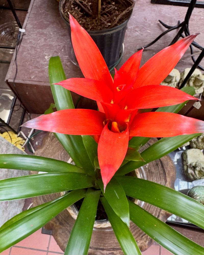 Bromeliad Bromeliad