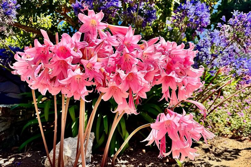 Brought To America As Ornamentals