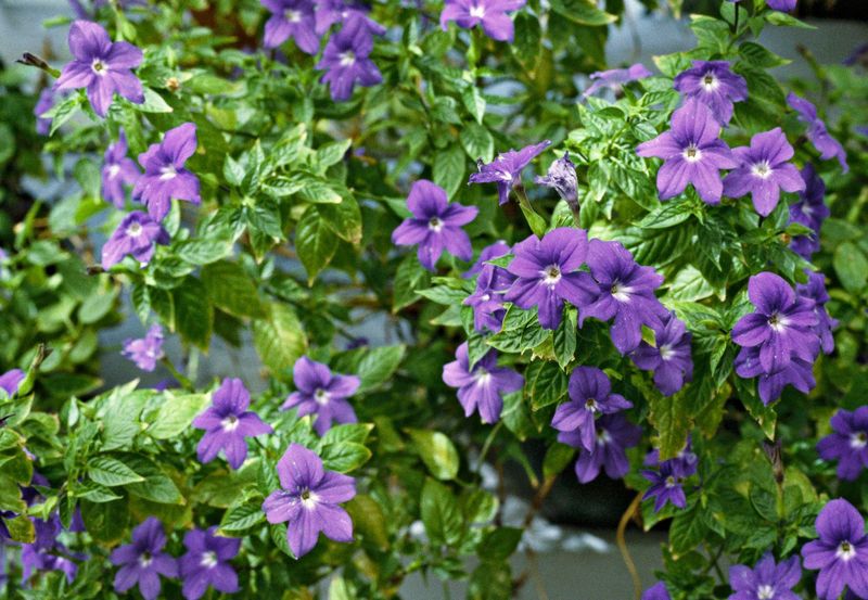 Browallia Brings Fresh Blue Flowers To Shadier Beds