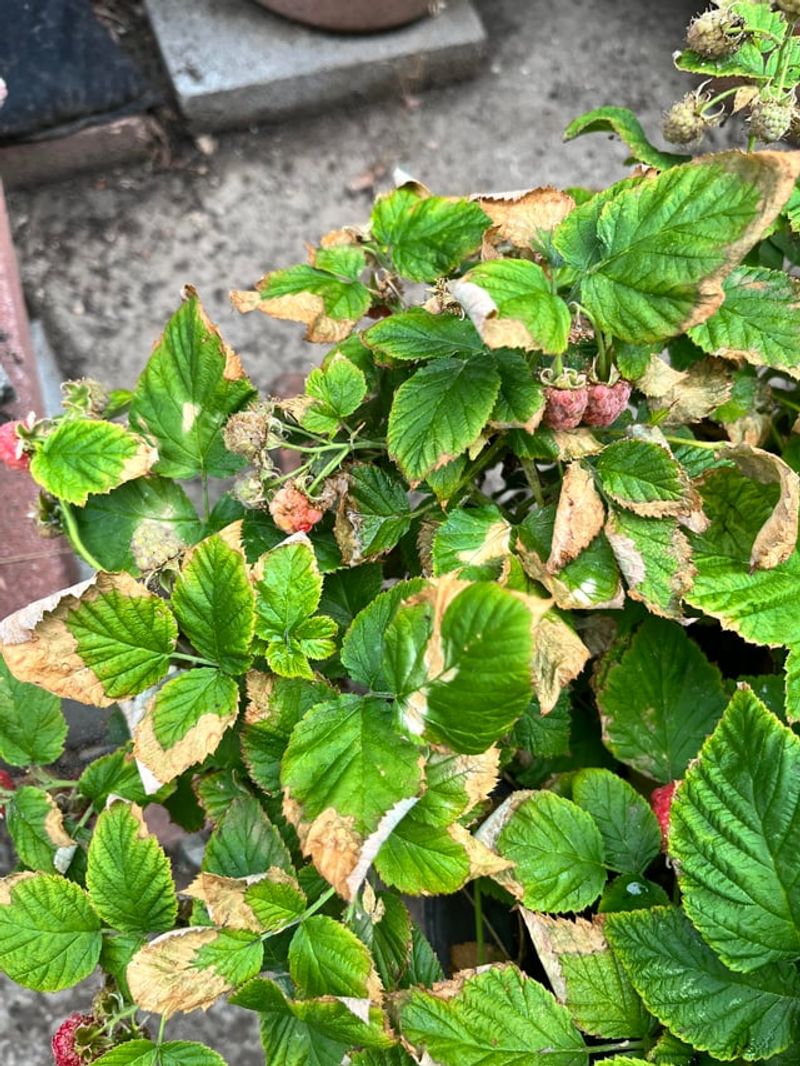 Brown Crispy Leaf Edges Can Signal Water Stress Brown Crispy Leaf Edges Can Signal Water Stress