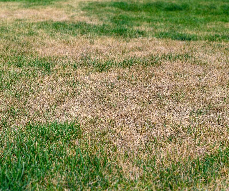 Brown Dormant Grass Does Not Need A Cosmetic Haircut Brown Dormant Grass Does Not Need A Cosmetic Haircut