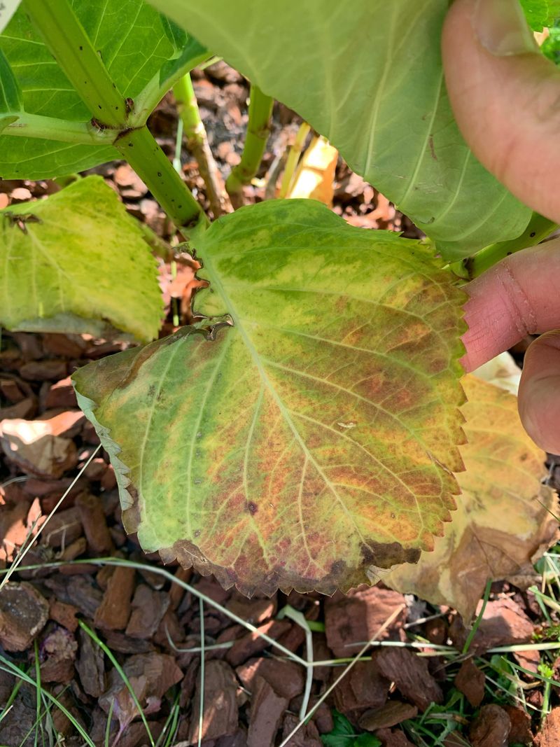 Brown Edges Showing Up Before Bigger Damage Brown Edges Showing Up Before Bigger Damage