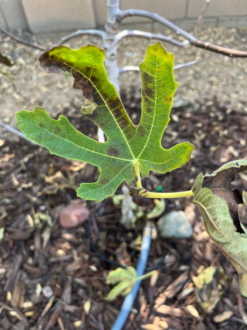 Brown Edges Taking Days To Fully Appear