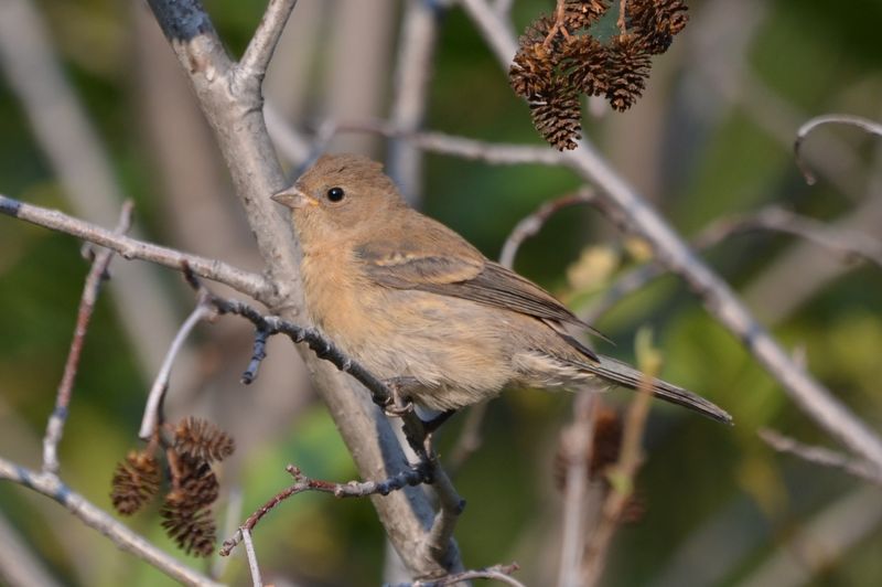 Brown Females Can Be There Without Catching Your Eye Brown Females Can Be There Without Catching Your Eye
