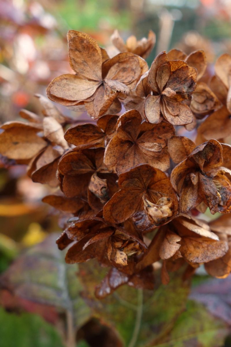 Brown Flower Heads Still Adding Fall Texture
