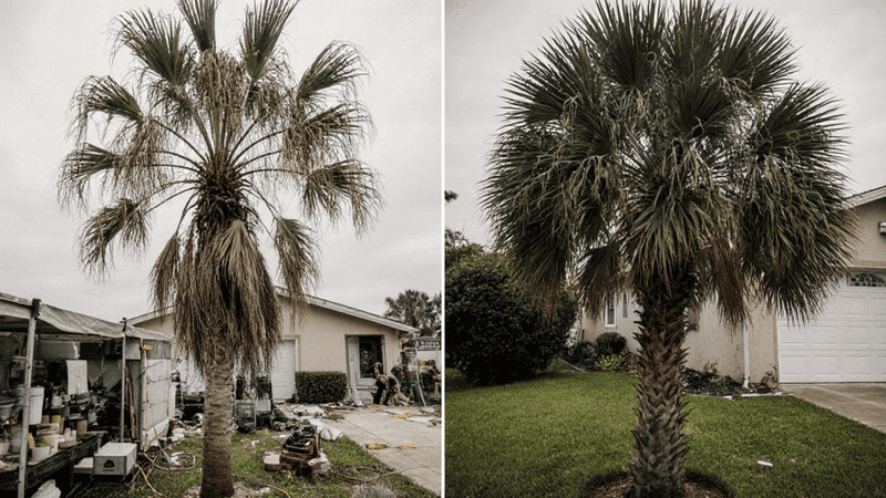 Brown Fronds And Fruit Stalks Are The Safer Targets