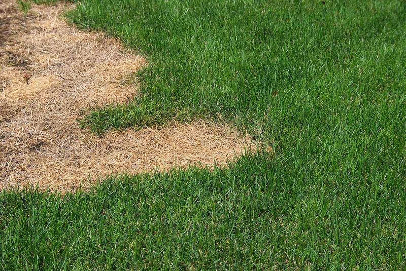 Brown Grass Does Not Always Need Feeding Brown Grass Does Not Always Need Feeding