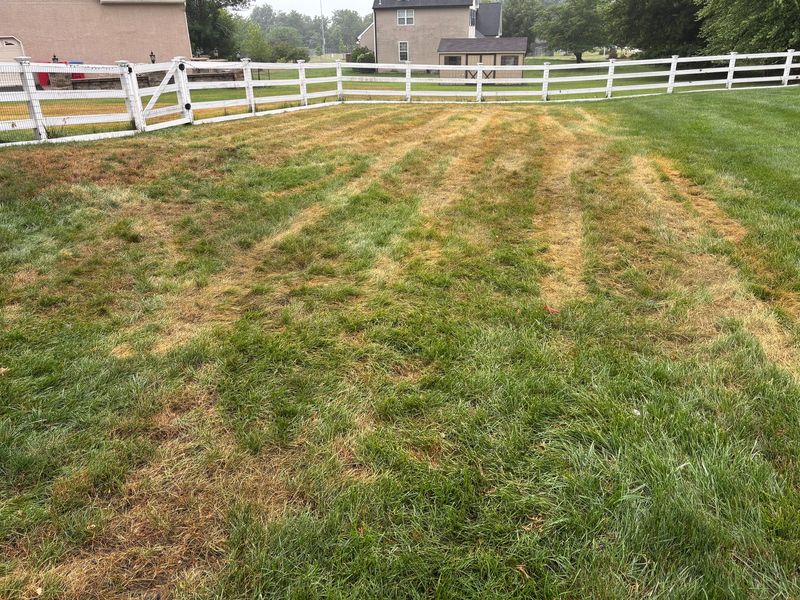 Brown Lawn Edges Can Be A Heat Problem, Not A Disease
