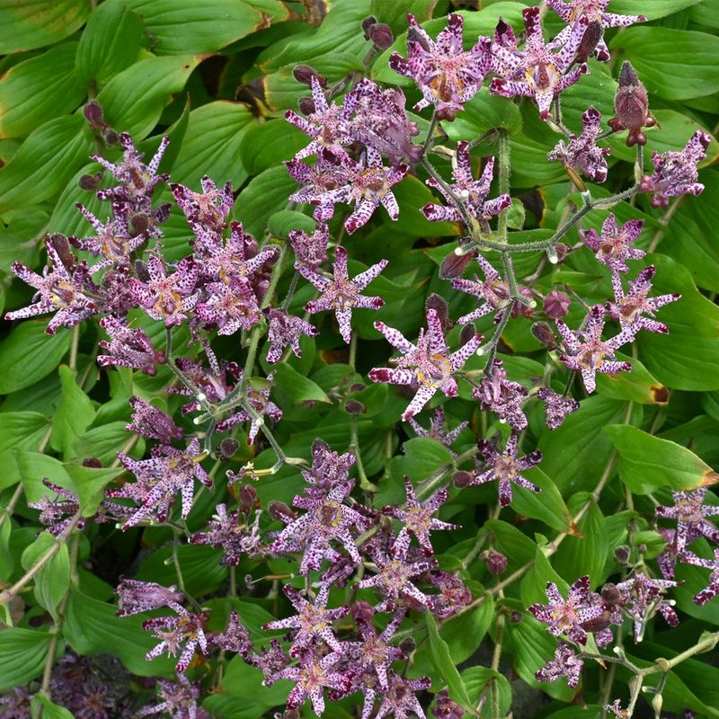 Brown Leaf Edges Can Signal That Conditions Are Too Dry