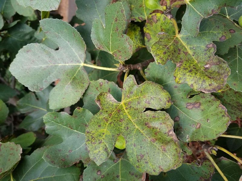 Brown Leaf Spots Can Spread In Damp Weather