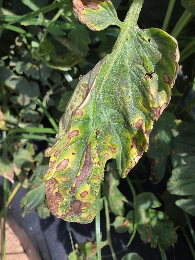 Brown Marks Often Start On Lower Leaves