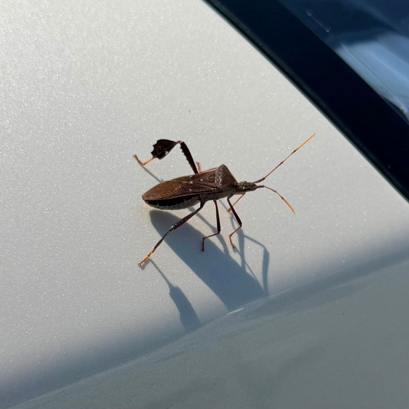 Brown Marmorated Stink Bugs Are Searching For Winter Shelter
