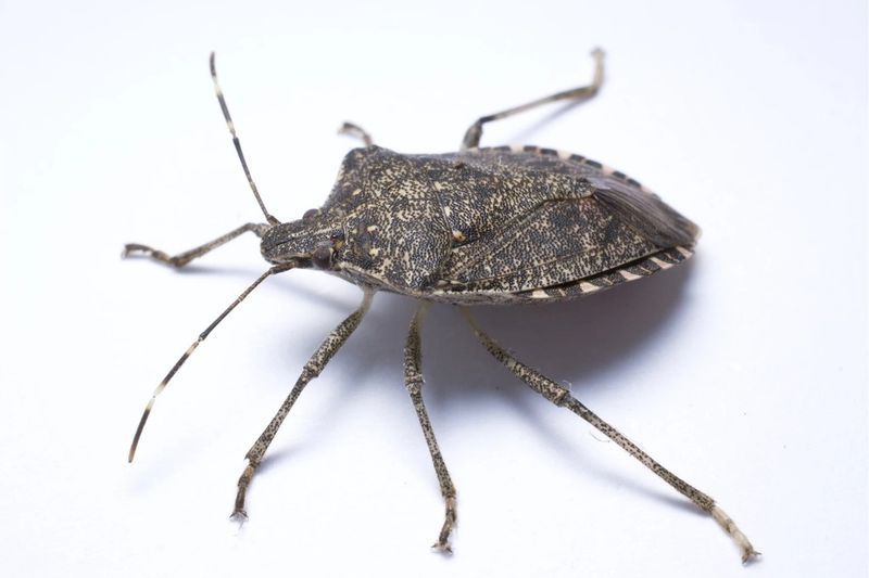 Brown Marmorated Stink Bugs Begin Moving Toward Homes In Late August Brown Marmorated Stink Bugs Begin Moving Toward Homes In Late August