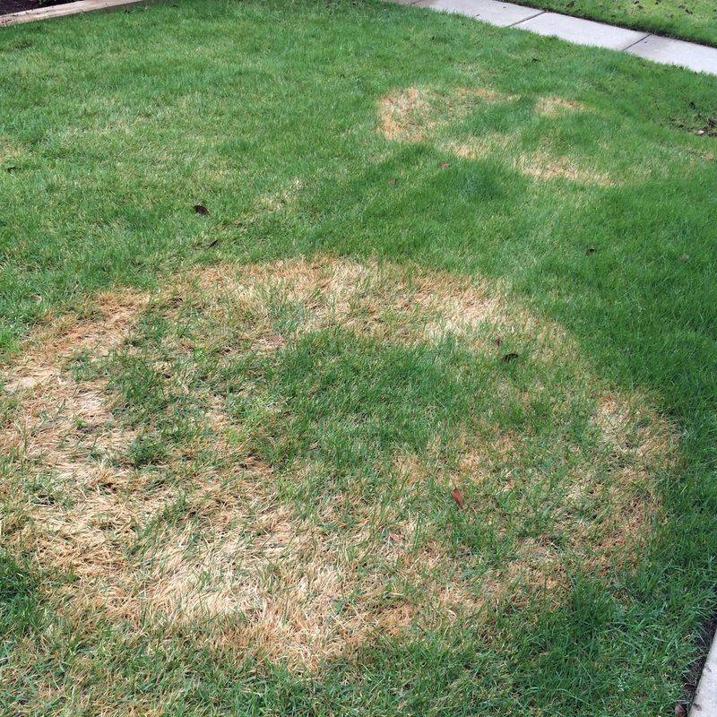 Brown Patch Fungus Explains The Pattern Brown Patch Fungus Explains The Pattern