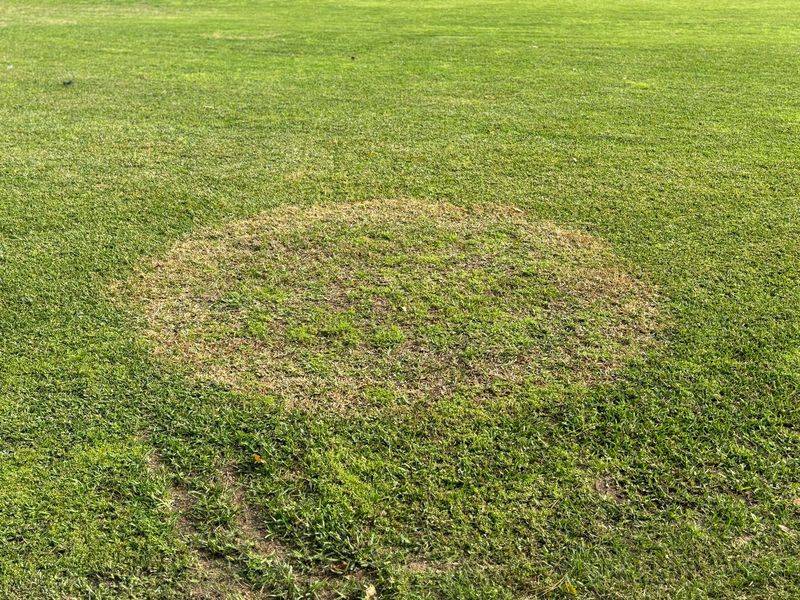Brown Patch Fungus Thrives In Warm Humid Weather Brown Patch Fungus Thrives In Warm Humid Weather