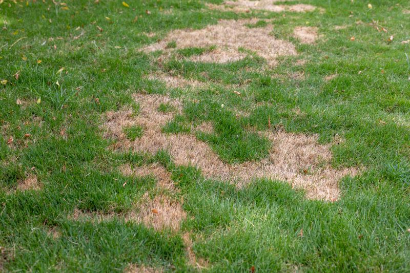 Brown Patch Hits Stressed Tall Fescue Brown Patch Hits Stressed Tall Fescue