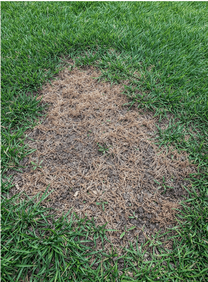 Brown Patches Can Signal Root Damage