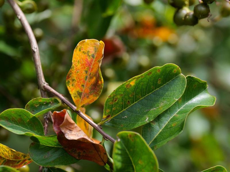 Brown Spots Before Yellow Leaves Point To Cercospora