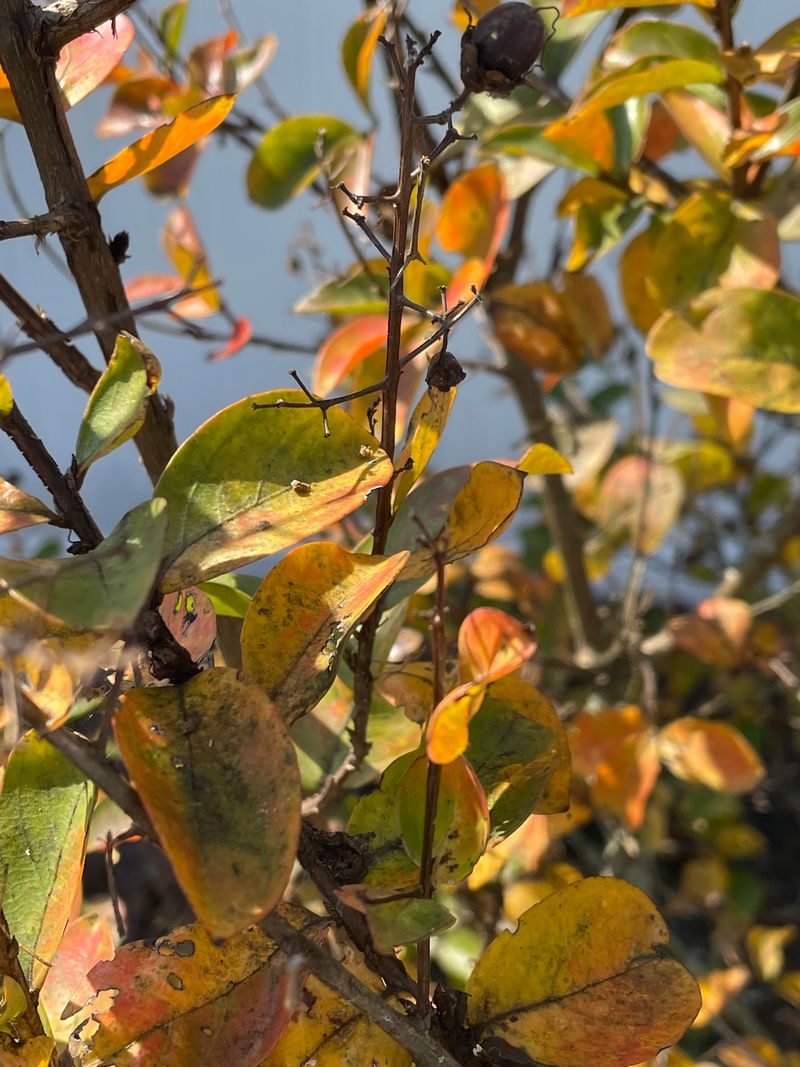 Brown Spots Can Signal Late-Summer Leaf Spot