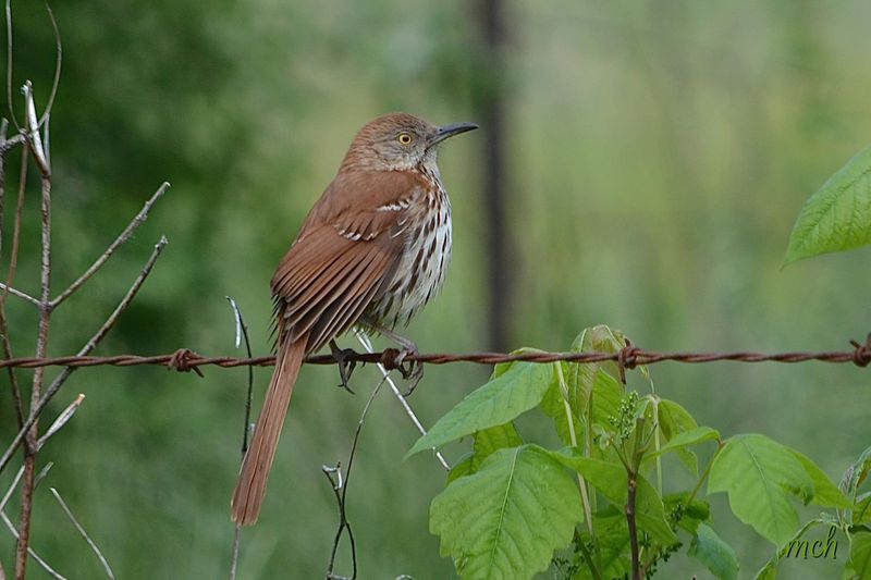Brown Thrashers Search Mulch For Insects And Larvae