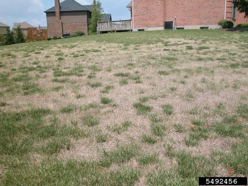 Brown Turf Does Not Prove A Grub Problem Brown Turf Does Not Prove A Grub Problem