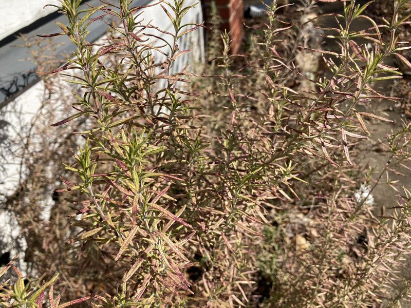 Browning Branches May Point To Root Stress