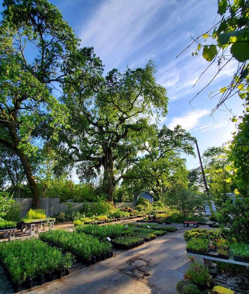 Browse California Flora Nursery