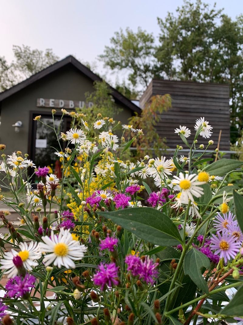 Browse Local Natives At Redbud Native Plant Nursery Browse Local Natives At Redbud Native Plant Nursery
