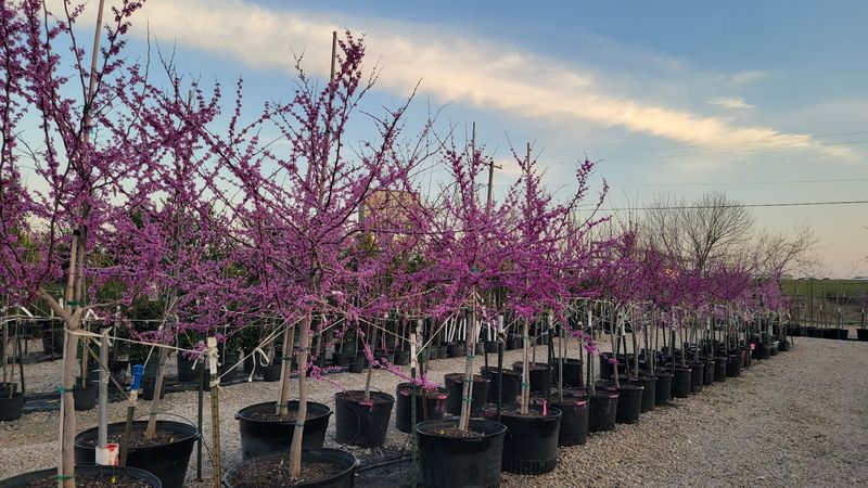 Browse Uncommon Trees At The Tree Place