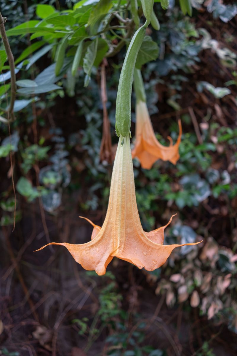 Brugmansia (Angel's Trumpet) Brugmansia (Angel's Trumpet)