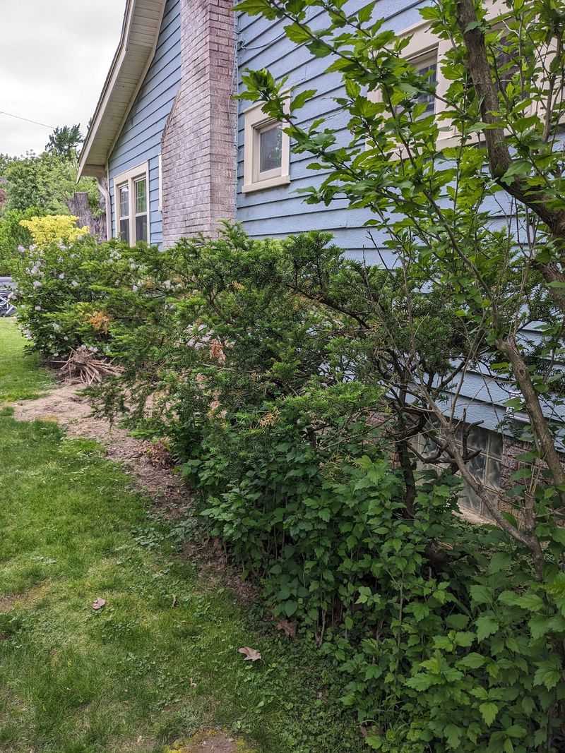Brushy Corners Make Yards Worth Revisiting