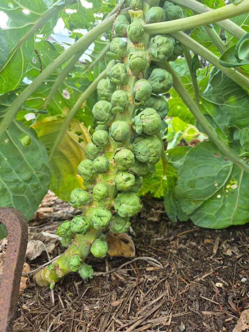 Brussels Sprouts Demand Too Much Patience