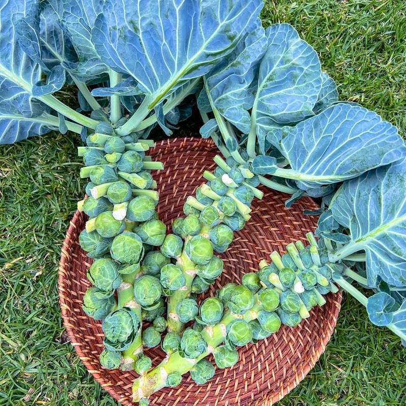 Brussels Sprouts Get An Early Start Before Transplanting