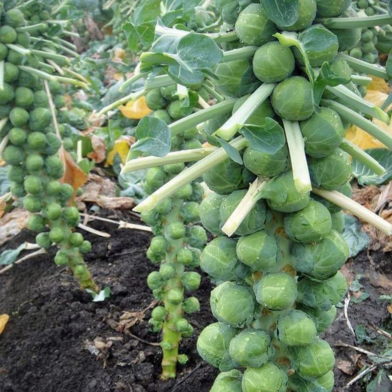 Brussels Sprouts Improve Once Cold Weather Arrives
