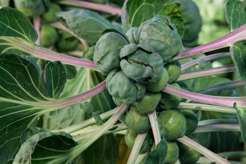 Brussels Sprouts Need Plenty Of Time To Mature Brussels Sprouts Need Plenty Of Time To Mature