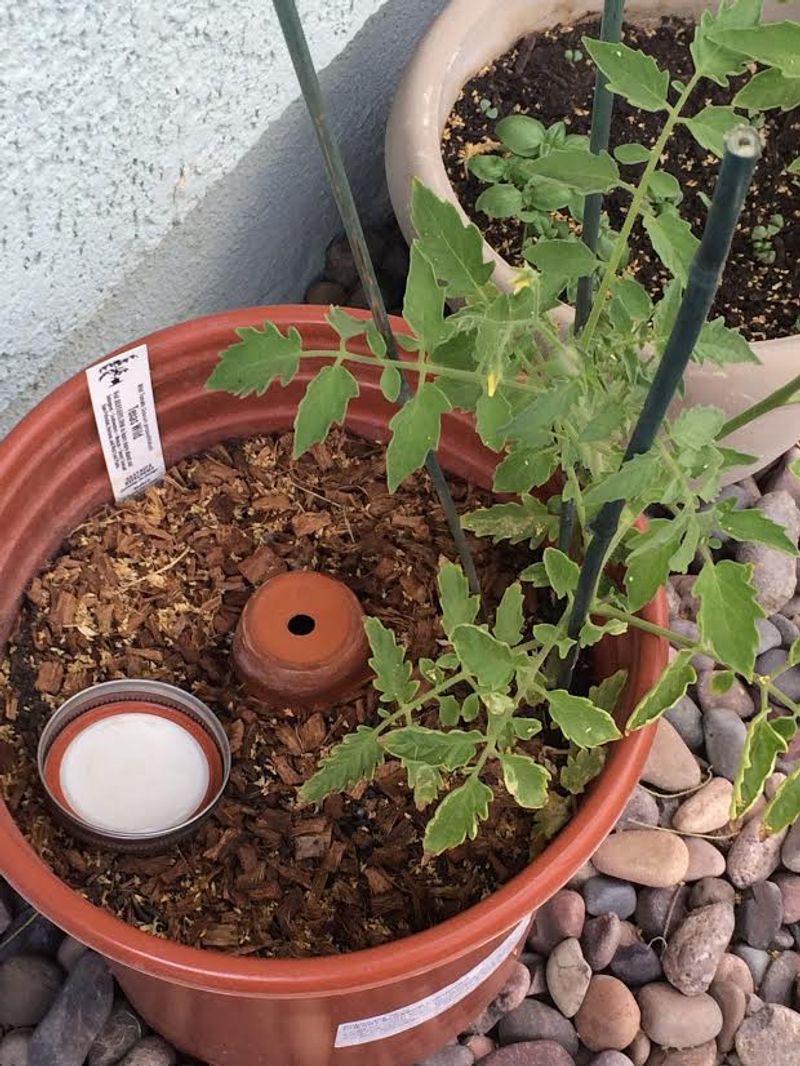Bucket Gardens Hold Moisture More Efficiently Bucket Gardens Hold Moisture More Efficiently