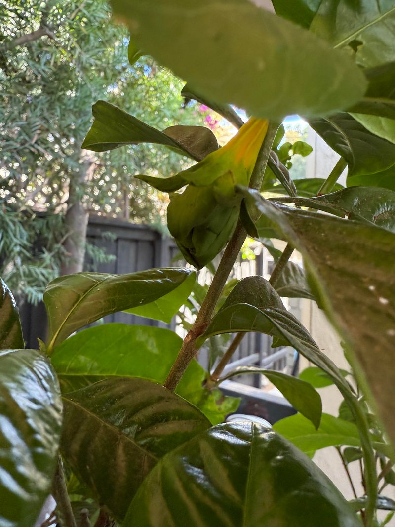 Bud Drop Can Happen Even When Pruning Timing Is Right