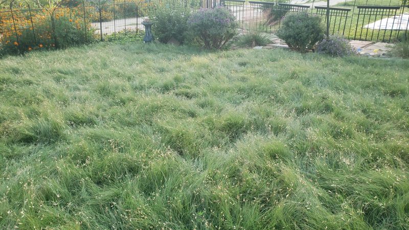 Buffalo Grass Staying Low Through Scorching Weather