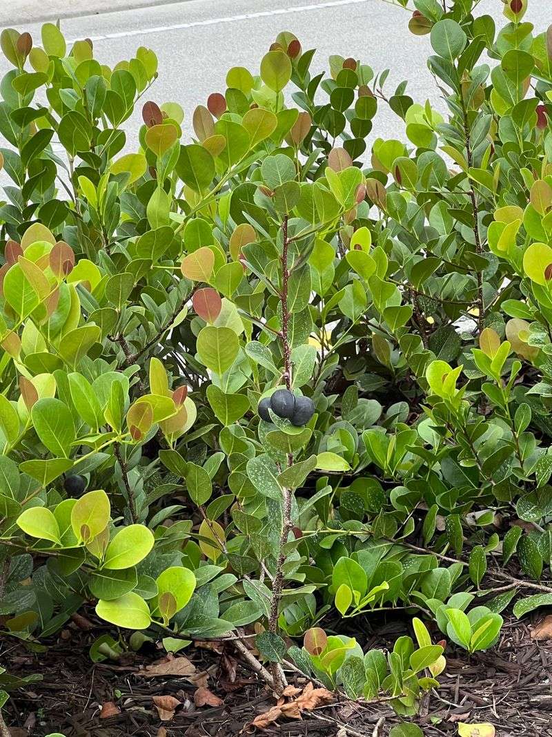 Build A Dense Cocoplum Hedge Build A Dense Cocoplum Hedge