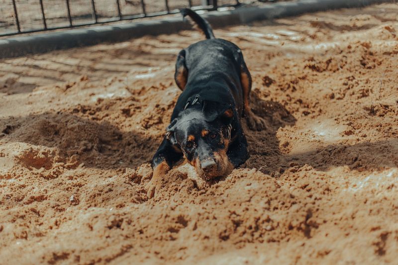 Build A Designated Digging Zone For Fun Build A Designated Digging Zone For Fun