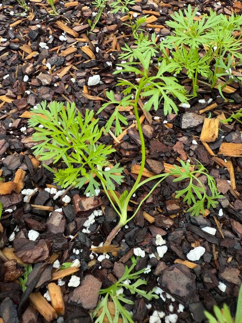 Build A Fine Seedbed For Tiny Seeds Build A Fine Seedbed For Tiny Seeds