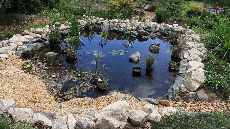 Build A Simple Frog Pond With Plants