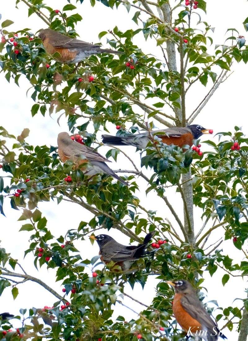 Build A Wildlife Yard Around More Than One Tree Build A Wildlife Yard Around More Than One Tree