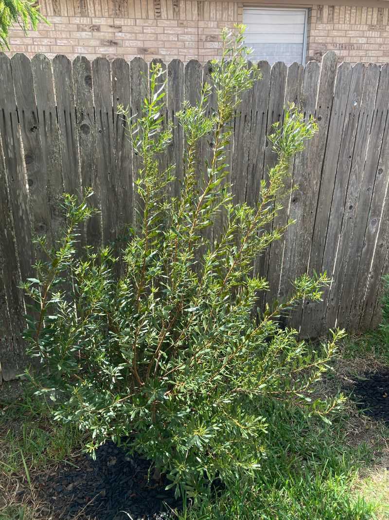 Build Fast Cover With Southern Wax Myrtle