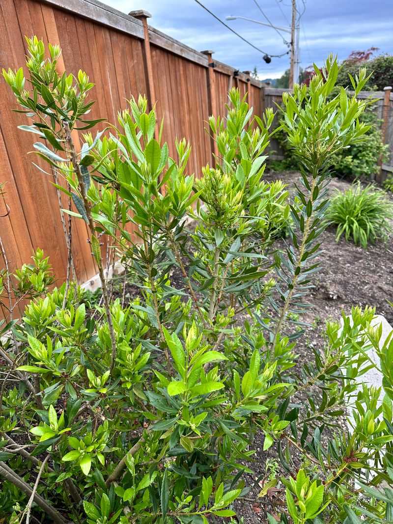 Build Fast Coverage With Wax Myrtle