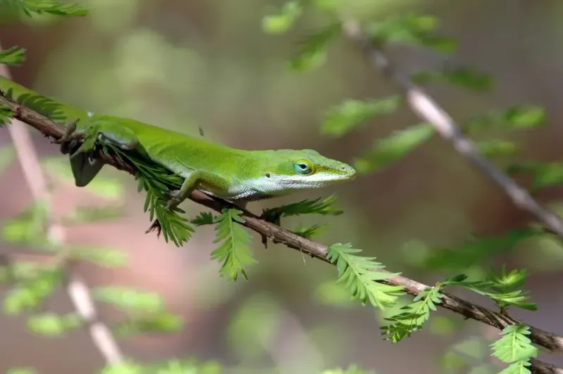 Build Layers Of Greenery From Ground Level To The Branches